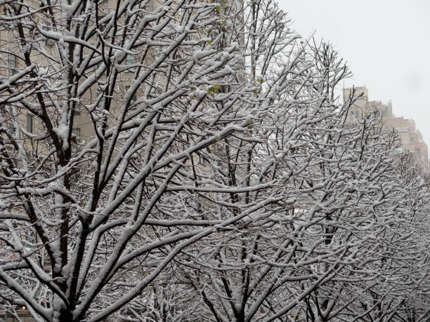 istock trees covered in snow outside The Met, NYC, USA 1145225509