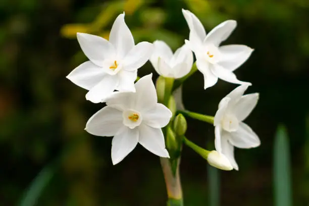 Narcissus polyanthus (tazetta, paperwhite, bunch-flowered daffodil, Chinese sacred lily, cream, joss flower)