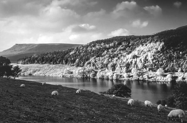 A dead tree with farm background in Scottish highlands.