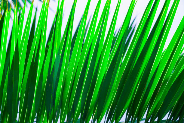 istock Beautiful tropical nature background pattern. Striped spiky palm leaf. Vibrant fresh green color. Sunlight leaks. Summer vacation paradise travel wanderlust wellness spa concept. Wallpaper poster 1145227915