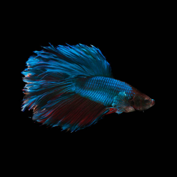 istock beautiful half moon betta Siamese fighting fish on black background 1145229268