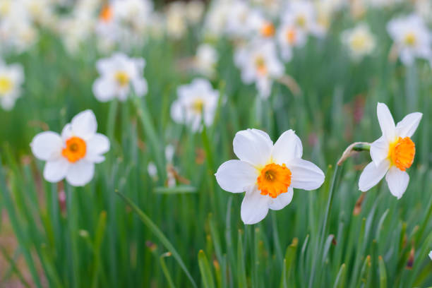 istock Narcissus Barrett Browning (Small cupped daffodil) flowers 1145230130