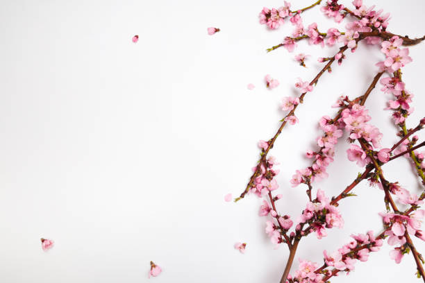 istock Peach blossom on pastel white background. Fruit flowers. - Image 1145231690