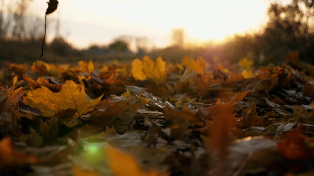 Detail view on yellow autumn leaves slowly falling on ground. Ground covered with dry vivid foliage. Bright sunset light illuminates fallen leaves. Colorful fall season. Slow motion Dolly shot