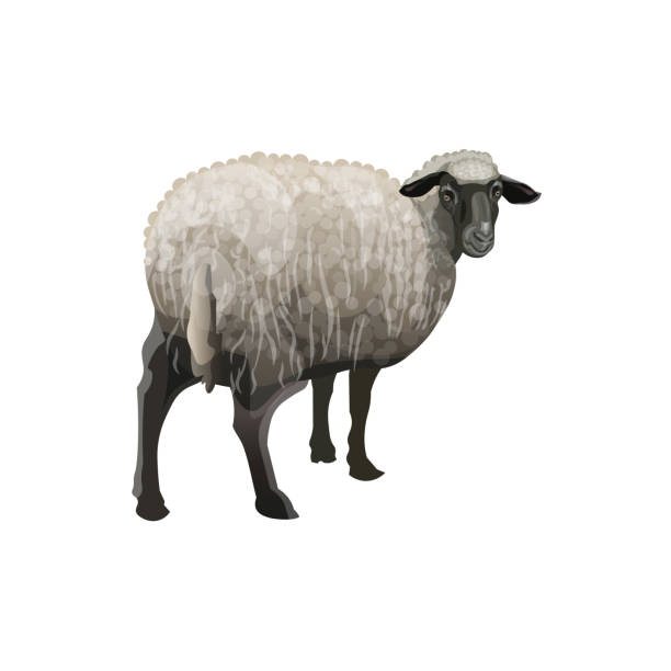 黒い頭を持つ羊 - jumbuck点のイラスト素材／クリップアート素材／マンガ素材／アイコン素材
