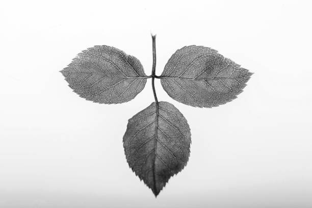 istock Leaves on white background, black and white. 1145232132