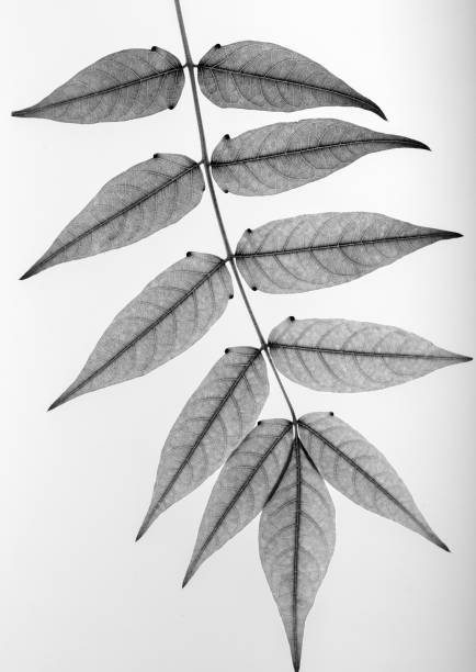 Image of a flowering tree (or bush) on the Greek Island of Chios in the Aegean Sea in summer (late May) on a sunny day. The image was captured on old-fashioned 35mm black and white grainy ISO 400 film by an analogue (or analog) 35 mm film camera and a wide-angle prime lens. The granularity in the image is real film grain (due to the presence of small particles of a metallic silver on the negative). Minimal post processing has been done (only adjustment of histogram). The image is part of a series of analog black and white images of Chios, Greece.