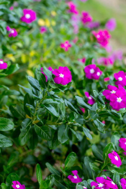 flor cor-de-rosa do catharanthus roseus no jardim.  rosa pervinca, ou pervinca rosada, é uma espécie de planta com flor. pervinca de madagascar, flor da vinagre na luz do sol. - catharanthus - fotografias e filmes do acervo