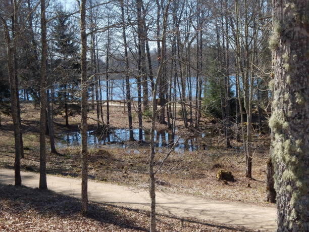 istock Swampy area by the spring lake 1145233051