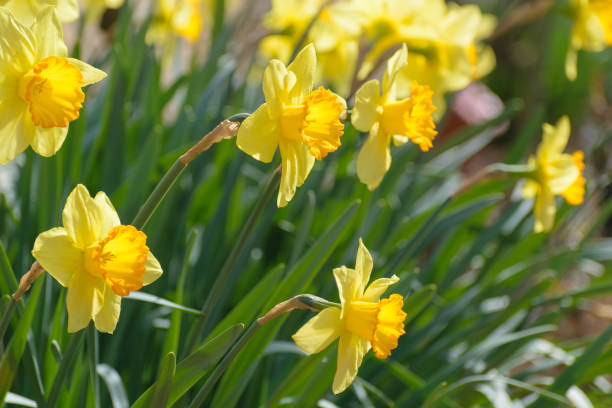 istock Narcissus Fortune (Large cupped Daffodil) flowers 1145233180