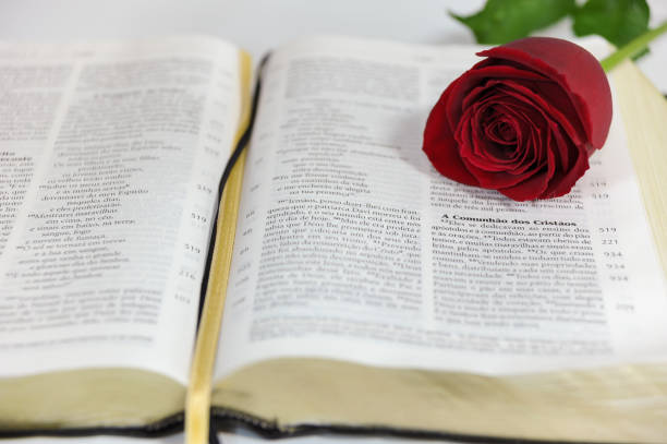 rose and white Bible on wood
