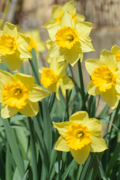 istock Narcissus Fortune (Large cupped Daffodil) flowers 1145233746