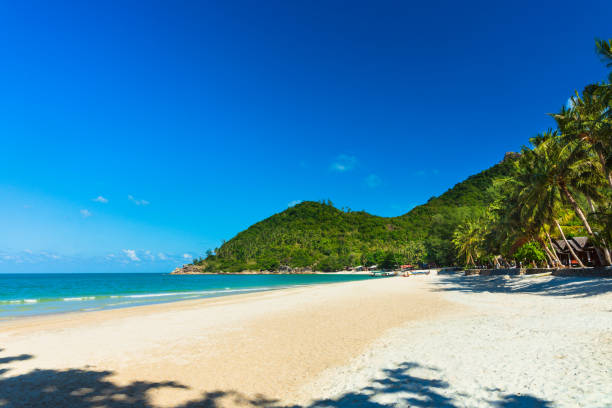 istock View of nice tropical beach with palm tree. Holiday and vacation concept. 1145234474
