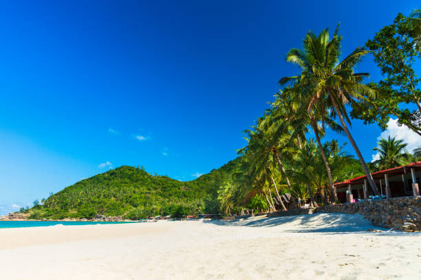 istock View of nice tropical beach with palm tree. Holiday and vacation concept. 1145234879