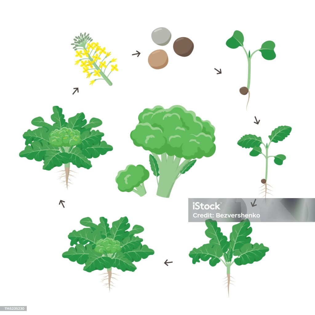 브로콜리 식물 성장 단계 인포 그래픽 요소입니다 씨앗에서 브로콜리의 성장 과정 뿌리와 성숙한 식물에 새싹 식물의 라이프 사이클 흰색  배경 벡터 평면 그림에 고립 브로콜리에 대한 스톡 벡터 아트 및 기타 이미지 -