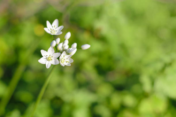 Allium neapolitanum (Naples, False  Garlic, Naples Onion, Guernsey Star-of-Bethlehem) flowers close up