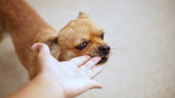 istock A chihuahua dog is biting its owner 1145239732