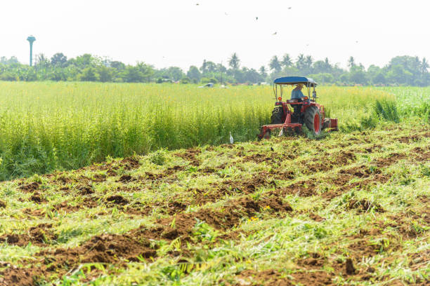 istock Farmer use Tractor Incorporation the Green manure 1145240633