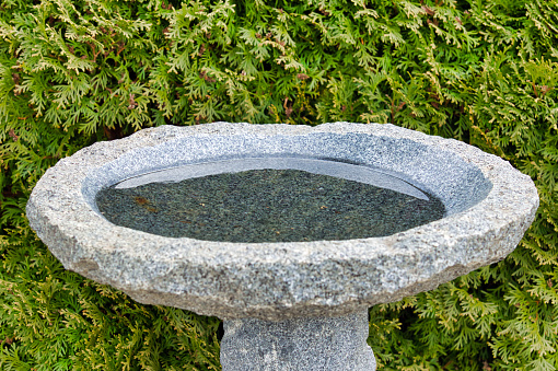 A bird bath made from granite and filled with water stands in front of an evergreen bush
