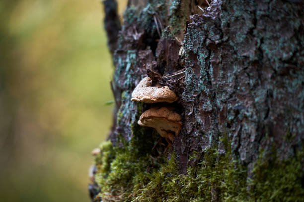 istock Mushroom (Phellinus robustus) on the bark of oak. 1145241063