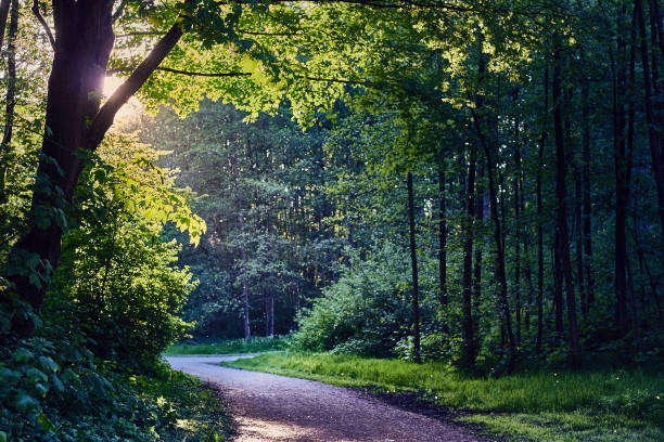 istock Sunlight breaking through the trees foliage in forest during the sunset 1145241133
