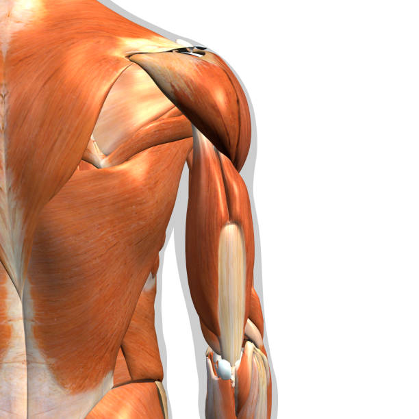 istock Male Triceps and Back Muscles on White Background 1145241643