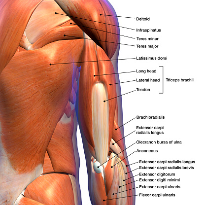 Gráfico de anatomía etiquetada de tríceps masculinos y músculos de la espalda sobre fondo blanco photo