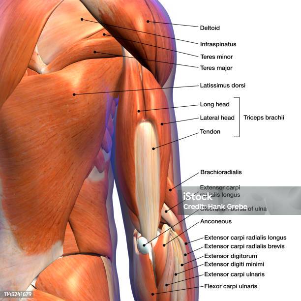 白い背景に男性の三頭筋と背中の筋肉のラベルの解剖学チャート - 肩のストックフォトや画像を多数ご用意 - 肩, 人体構造, 筋肉
