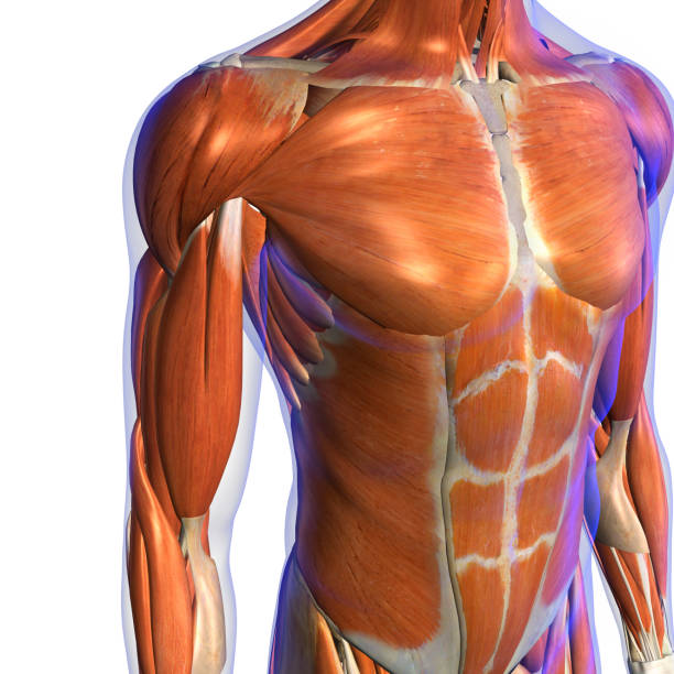 istock Male Arm, Shoulder and Chest Muscles on White Background 1145241772