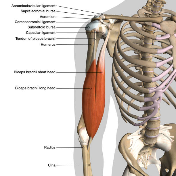 Male Shoulder Ligaments and Biceps Muscles Isolated in Skeleton Labeled Chart on White Labeled human anatomy diagram of male shoulder ligaments, connective tissue and biceps muscles isolated within the skeletal system frontal anterior view on a white background. medical diagram photos stock pictures, royalty-free photos & images
