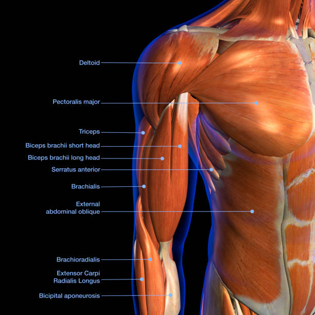 istock Male Shoulder and Chest Muscles Labeled Chart on Black 1145241873