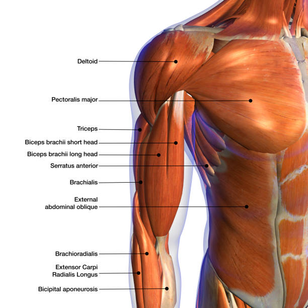 hombros masculinos y músculos del pecho etiquetados gráfico en blanco - bíceps fotos fotografías e imágenes de stock