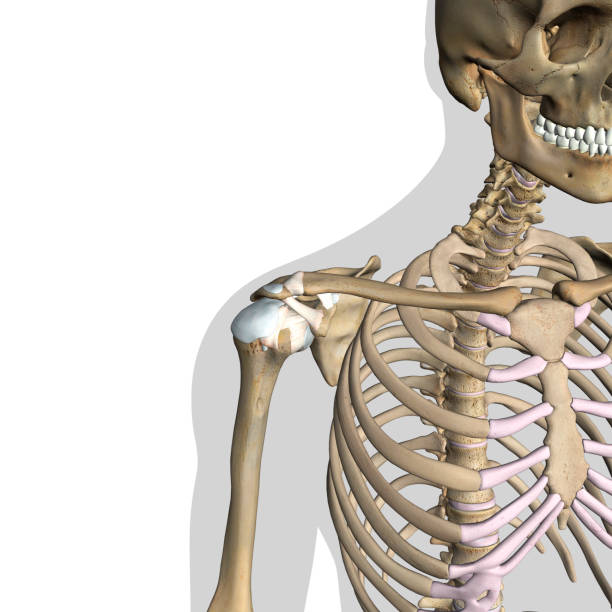 istock Anatomy of Shoulder Bones and Ligaments on White Background 1145241924