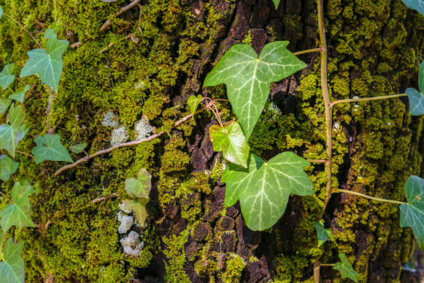 istock Ivy leaves on a tree bark covered with moss, nature background 1145242604