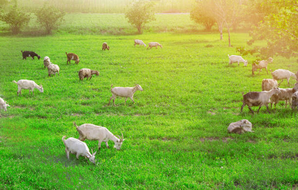 istock Goats are in nature. Those animals are eating grass. 1145242713
