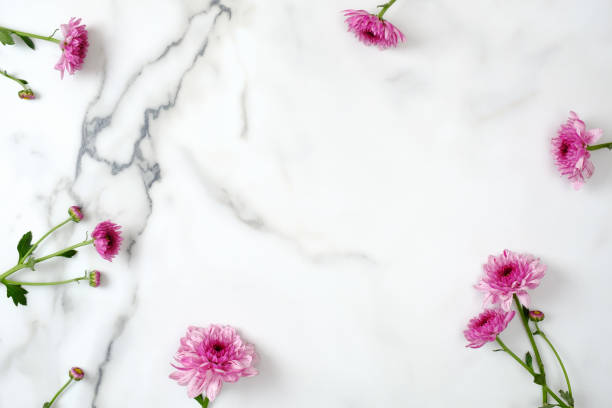 istock Flower frame concept. Pink daisy flowers head scattered on marble background. Creative layout, tender minimal flat lay style composition. Womens desk, arrangement, floral design 1145242966