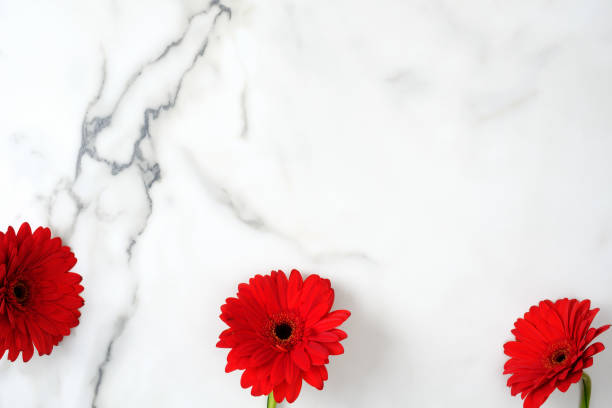 istock Flower border frame. Red daisy flowers head scattered on marble background. Creative layout, tender minimal flat lay style composition. Womens desk, arrangement, floral design. 1145242977
