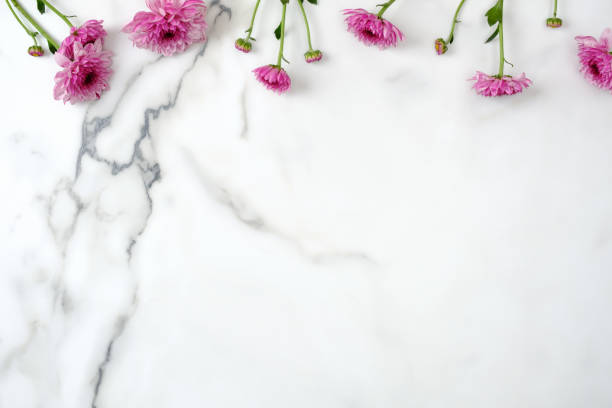 istock Flower top border frame. Pink daisy flowers head scattered on marble background. Creative layout, tender minimal flat lay style composition. Womens desk, arrangement, floral design. 1145242993