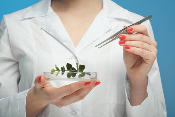 istock A scientist biologist examines a green plant in a white coat, on a syn background. 1145243252