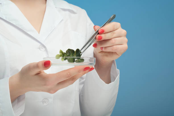 istock A scientist biologist examines a green plant in a white coat, on a syn background. 1145243257
