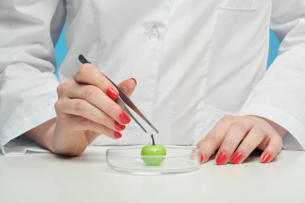 istock A scientist biologist woman in the laboratory examines a genetically modified green small apple, in a white coat, on a blue background. 1145243264