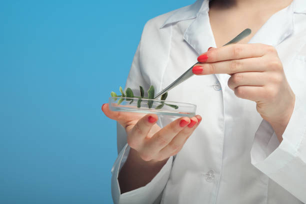 istock A scientist biologist examines a green plant in a white coat, on a syn background. 1145243290