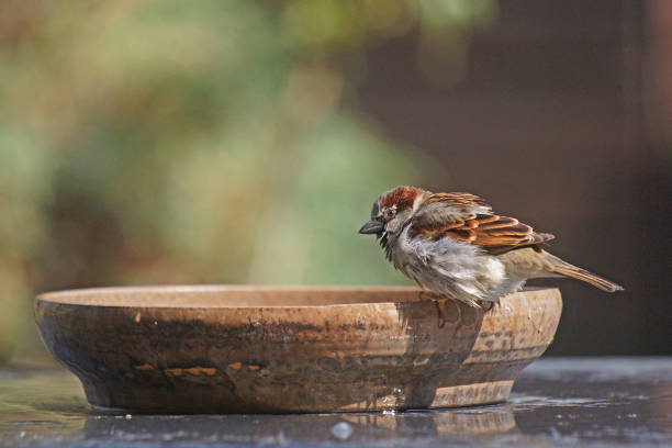 istock House sparrow just before he takes a bath 1145243455