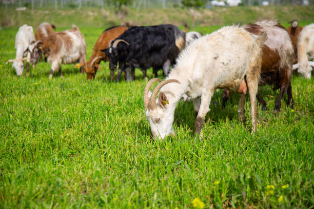 istock Beauty goat is with friends. 1145244171