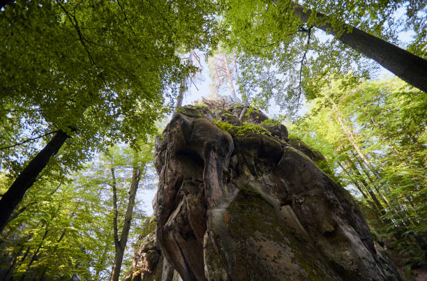Forest landscape - fairytale beech forest. Huge stones, rocks, moss, roots in the moss, trees among the rocks. Carpathian mountains, Dovbush Rocks, Ukraine.