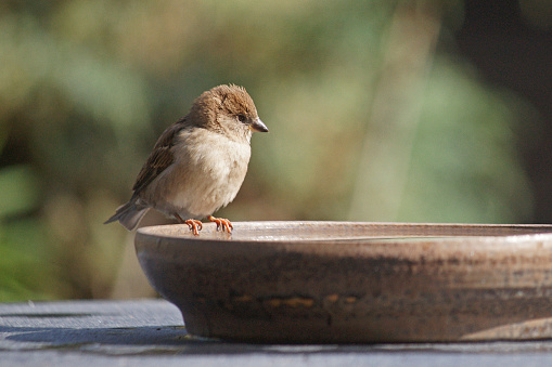 Tiny house sparrow just before she takes a bath on the garden table