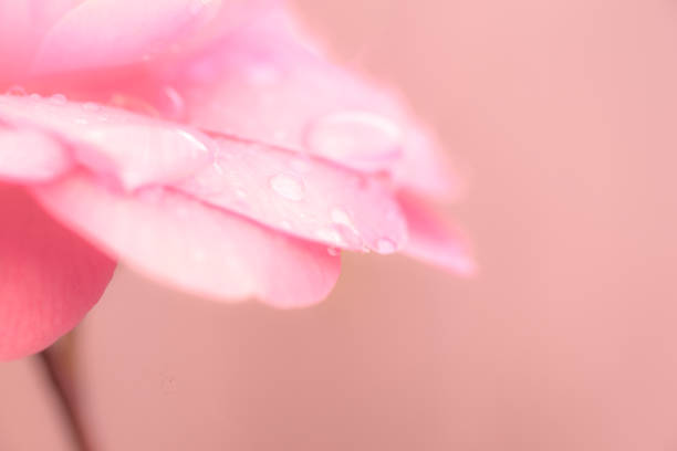 istock Light pink Camellia flower 1145245426