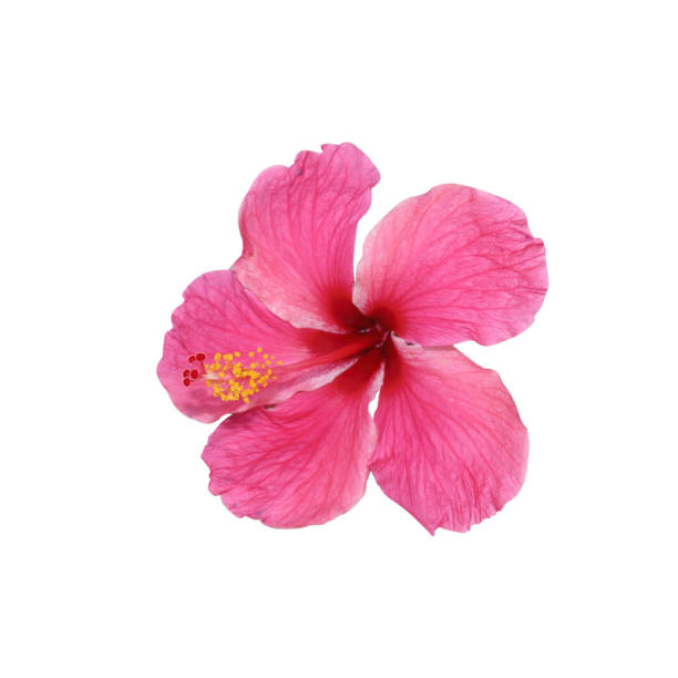 istock Pink hibiscus isolated on white background 1145246219