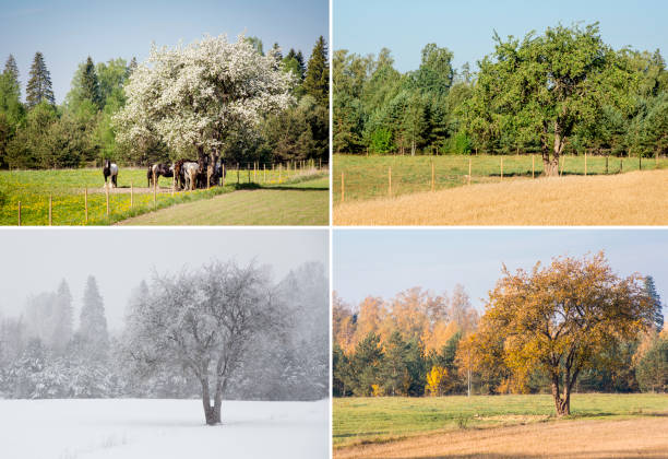 hermoso collage de 4 temporadas diferentes imágenes de un árbol de manzana en el campo, mismo punto, lugar. flores de primavera blancas, verde fresco día de verano brillante, hojas amarillas de otoño, tormenta de nieve en invierno. - dandelion snow fotografías e imágenes de stock