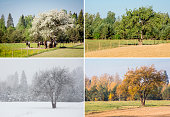 Beautiful collage of 4 seasons different pictures of an apple tree on field, same spot, place. White spring blossoms, green fresh bright summer day, yellow autumn leaves, snowstorm in winter.